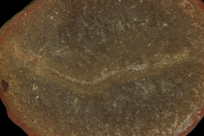 Fossil Shrimp (Peachocaris) - Illinois #120919